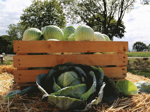Pédaler vers la choucroute