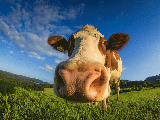 Traire une vache avant le p’tit déj fermier