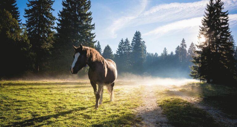Canton du Jura Suisse